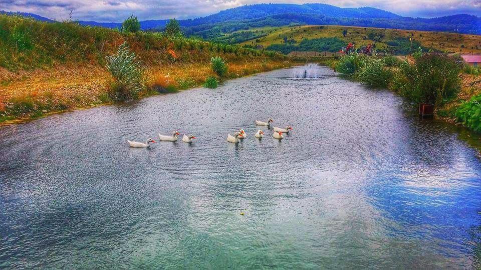 Pastravaria Ursu Vinatori-Neamt Экстерьер фото